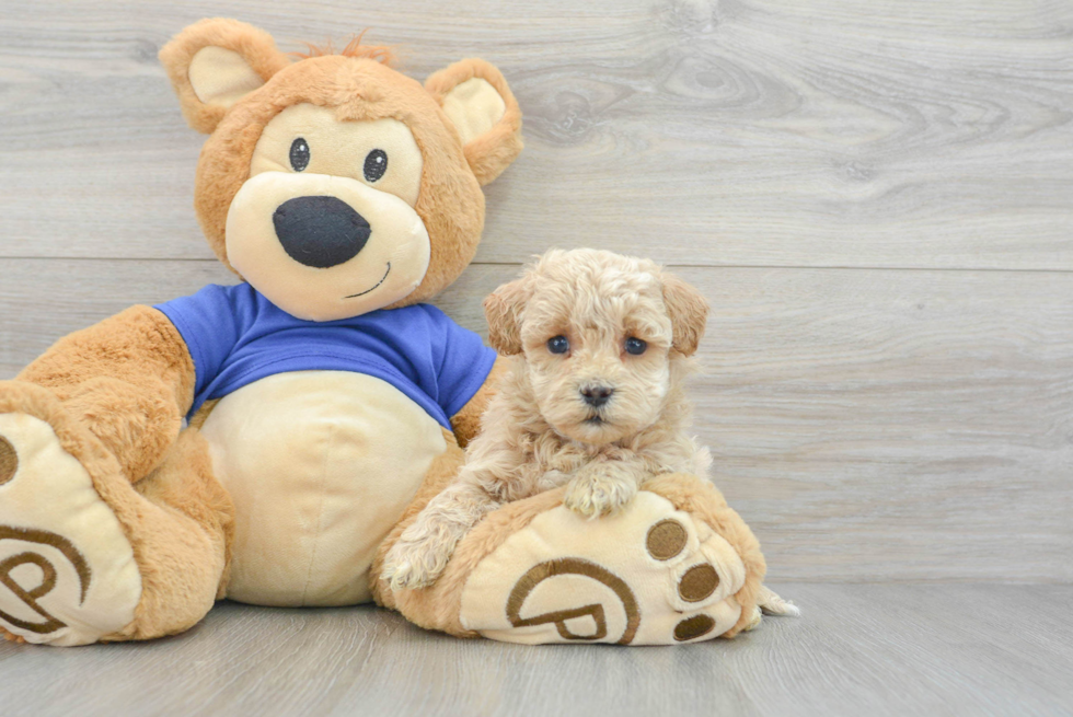 Maltipoo Pup Being Cute