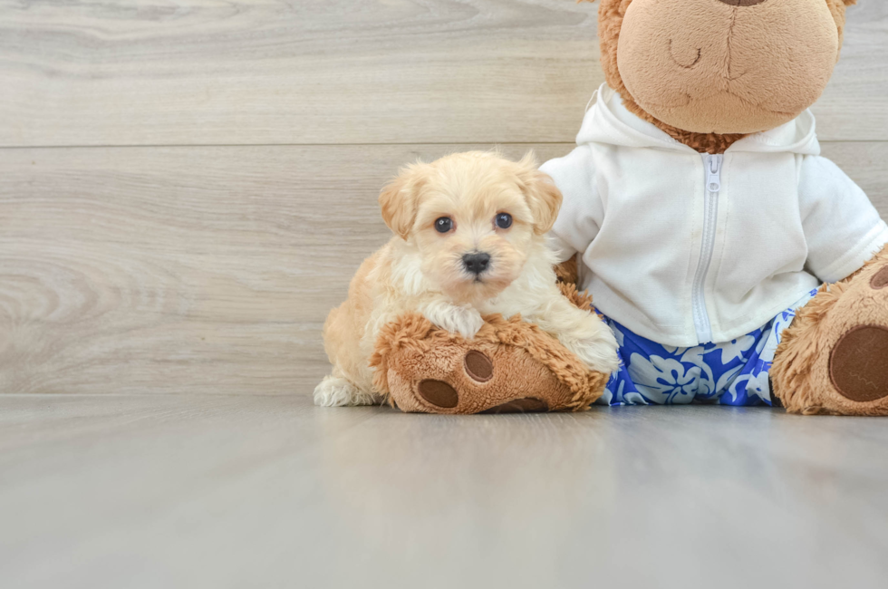 7 week old Maltipoo Puppy For Sale - Florida Fur Babies