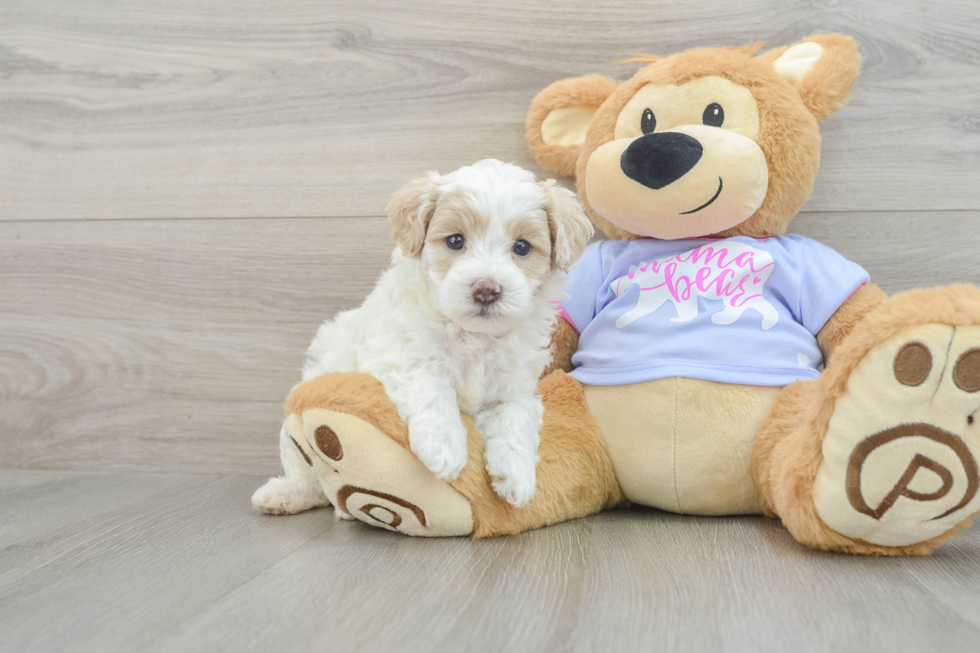 Energetic Maltepoo Poodle Mix Puppy