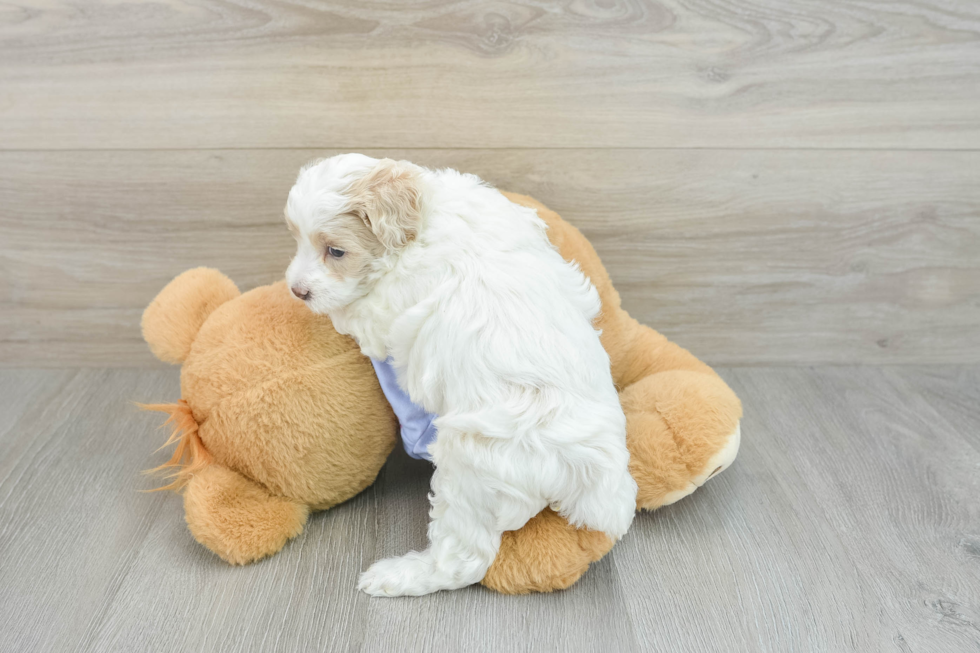 Friendly Maltipoo Baby