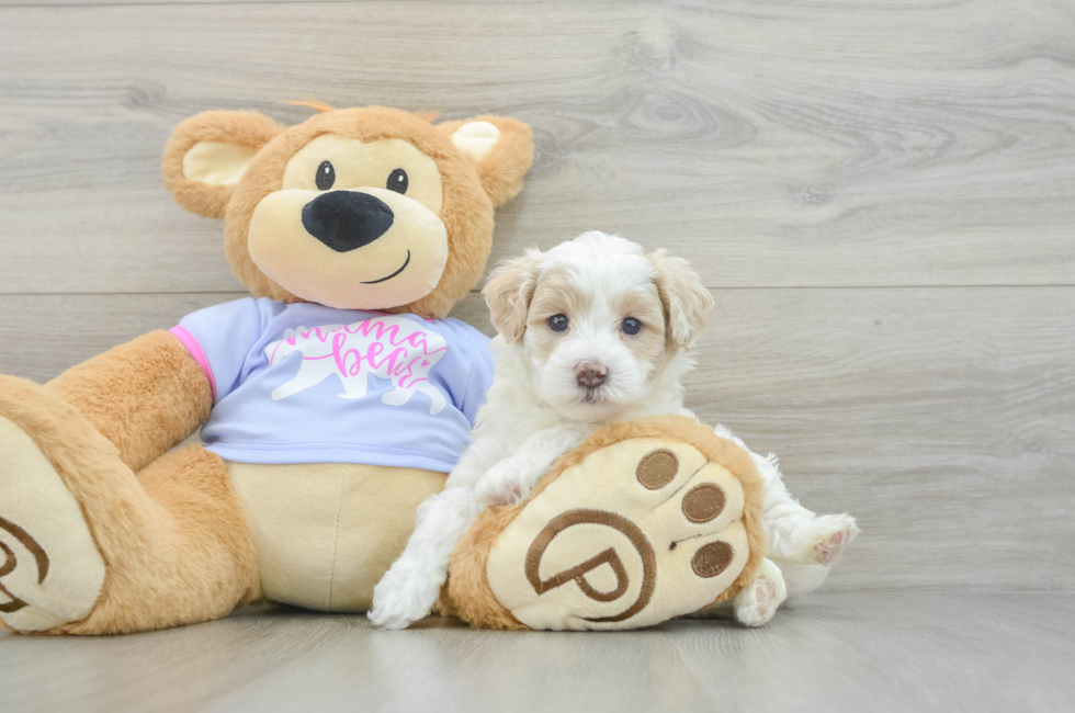 5 week old Maltipoo Puppy For Sale - Florida Fur Babies