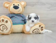 8 week old Maltipoo Puppy For Sale - Florida Fur Babies