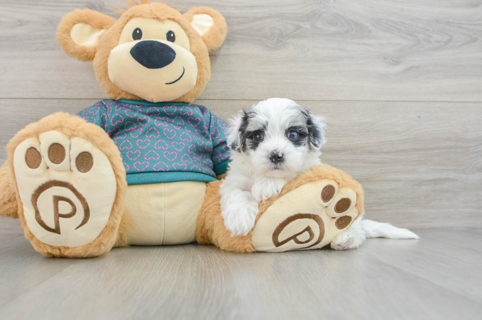 7 week old Maltipoo Puppy For Sale - Florida Fur Babies