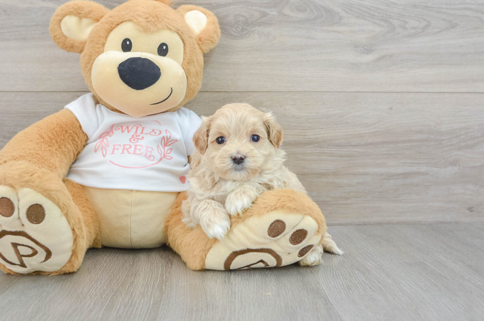 6 week old Maltipoo Puppy For Sale - Florida Fur Babies