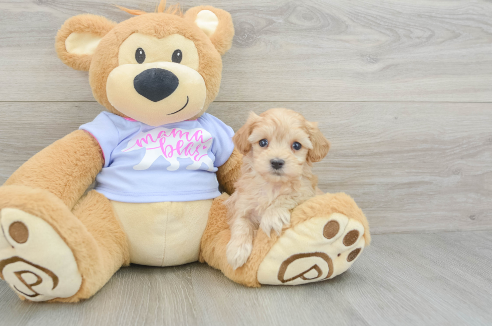 7 week old Maltipoo Puppy For Sale - Florida Fur Babies