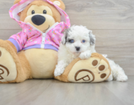 9 week old Maltipoo Puppy For Sale - Florida Fur Babies