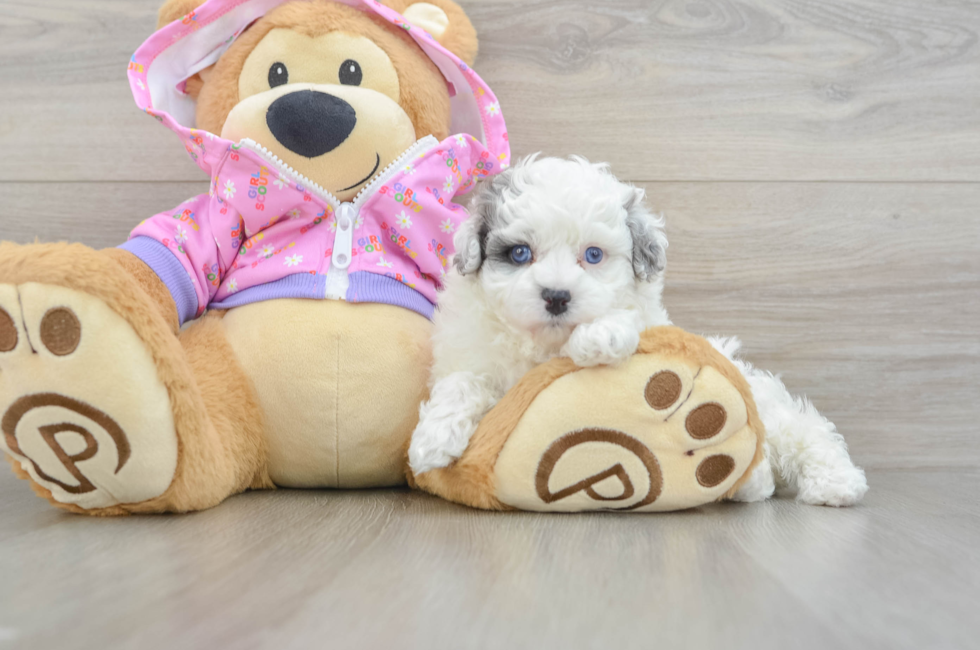 5 week old Maltipoo Puppy For Sale - Florida Fur Babies