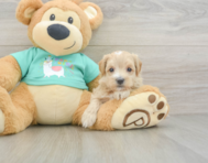 8 week old Maltipoo Puppy For Sale - Florida Fur Babies