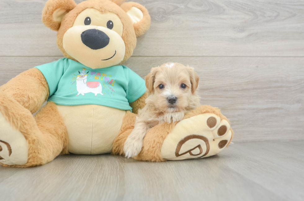 6 week old Maltipoo Puppy For Sale - Florida Fur Babies