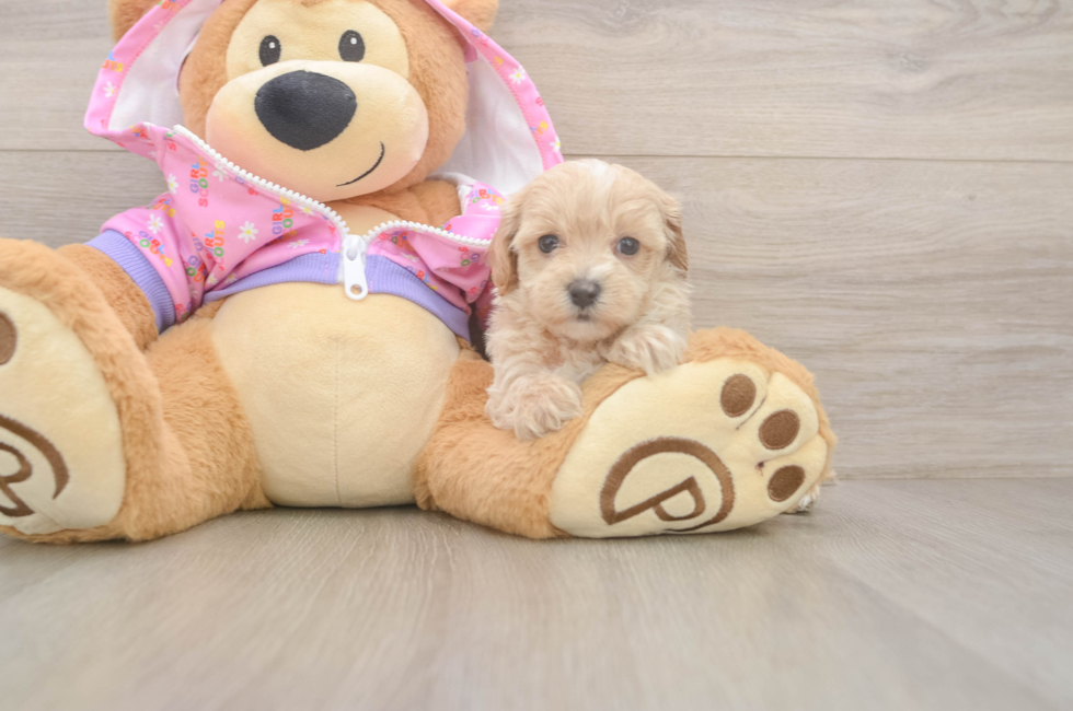 7 week old Maltipoo Puppy For Sale - Florida Fur Babies