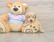 7 week old Maltipoo Puppy For Sale - Florida Fur Babies