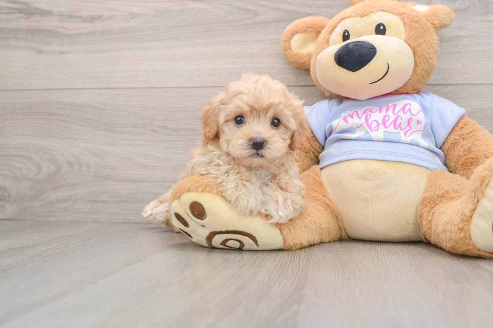 Best Maltipoo Baby