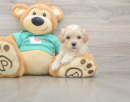 8 week old Maltipoo Puppy For Sale - Florida Fur Babies