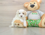 7 week old Maltipoo Puppy For Sale - Florida Fur Babies