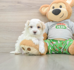 7 week old Maltipoo Puppy For Sale - Florida Fur Babies