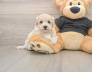 8 week old Maltipoo Puppy For Sale - Florida Fur Babies