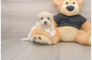 Best Maltipoo Baby