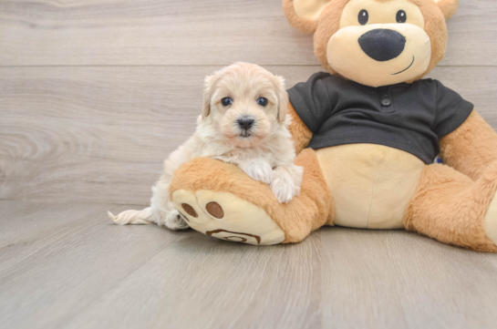 Best Maltipoo Baby