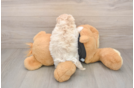 Friendly Maltipoo Baby
