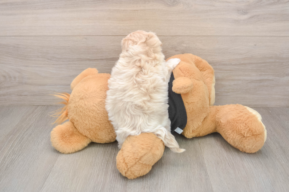 Friendly Maltipoo Baby