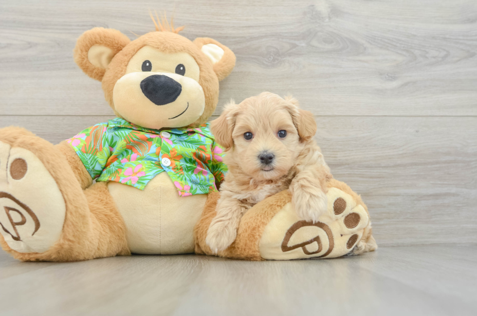 5 week old Maltipoo Puppy For Sale - Florida Fur Babies