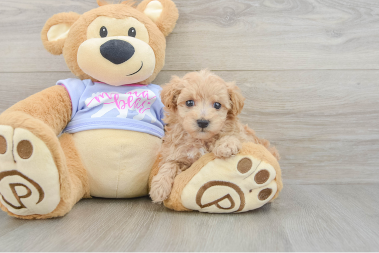 Maltipoo Puppy for Adoption
