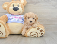 8 week old Maltipoo Puppy For Sale - Florida Fur Babies