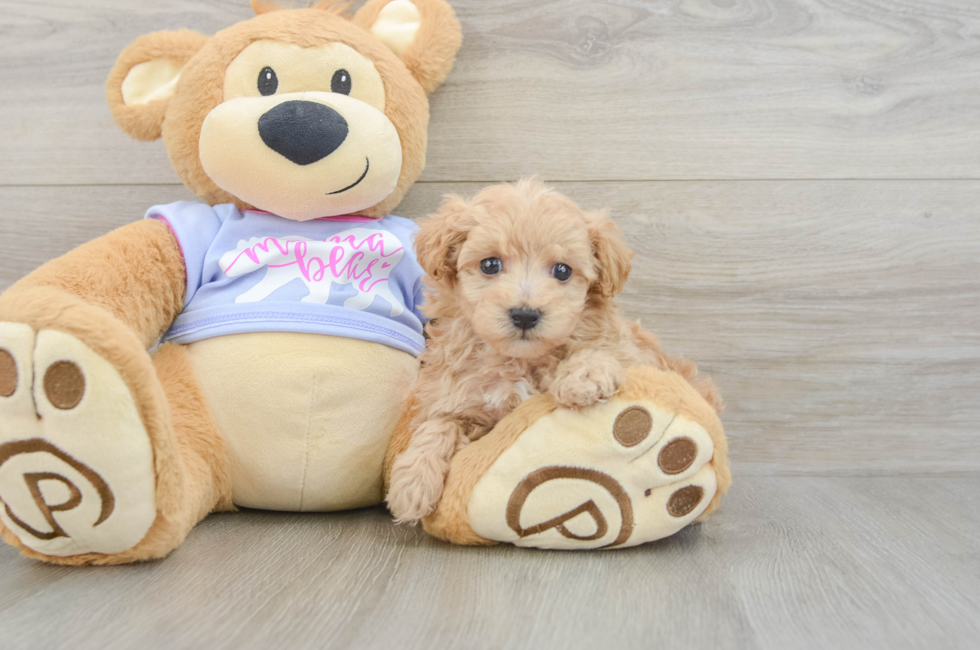 5 week old Maltipoo Puppy For Sale - Florida Fur Babies