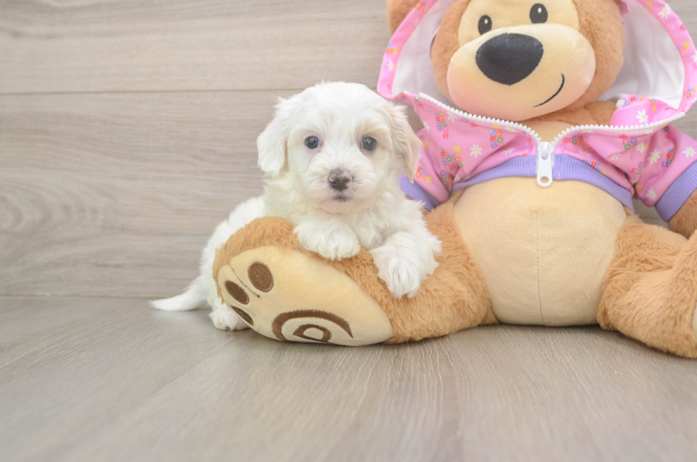 7 week old Maltipoo Puppy For Sale - Florida Fur Babies