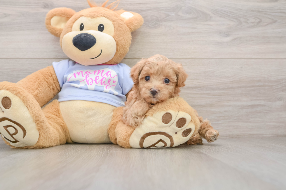 Energetic Moodle Poodle Mix Puppy