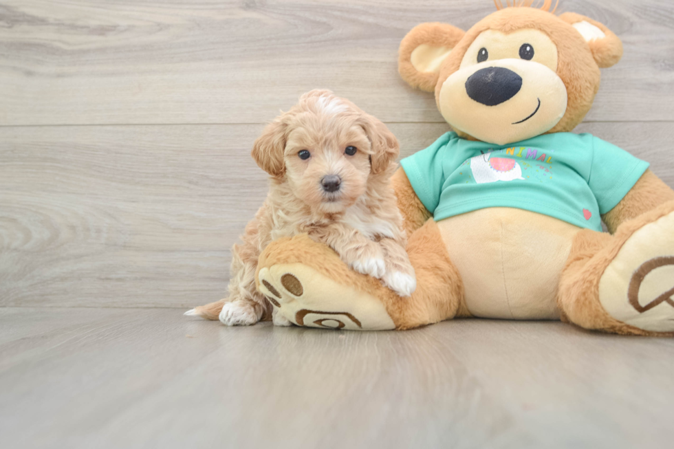 Petite Maltipoo Poodle Mix Pup