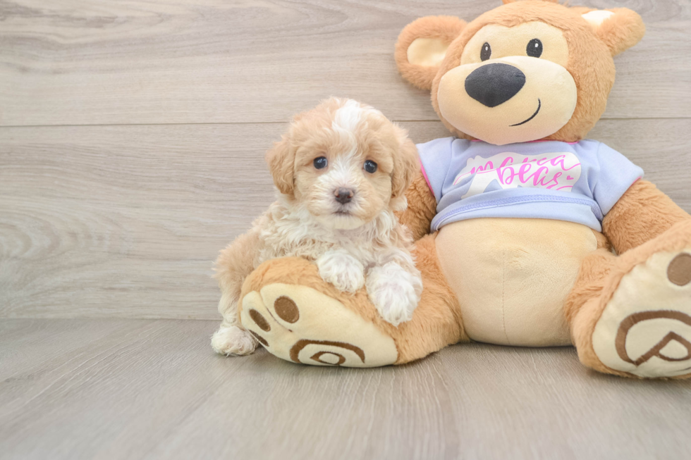 Adorable Maltidoodle Poodle Mix Puppy
