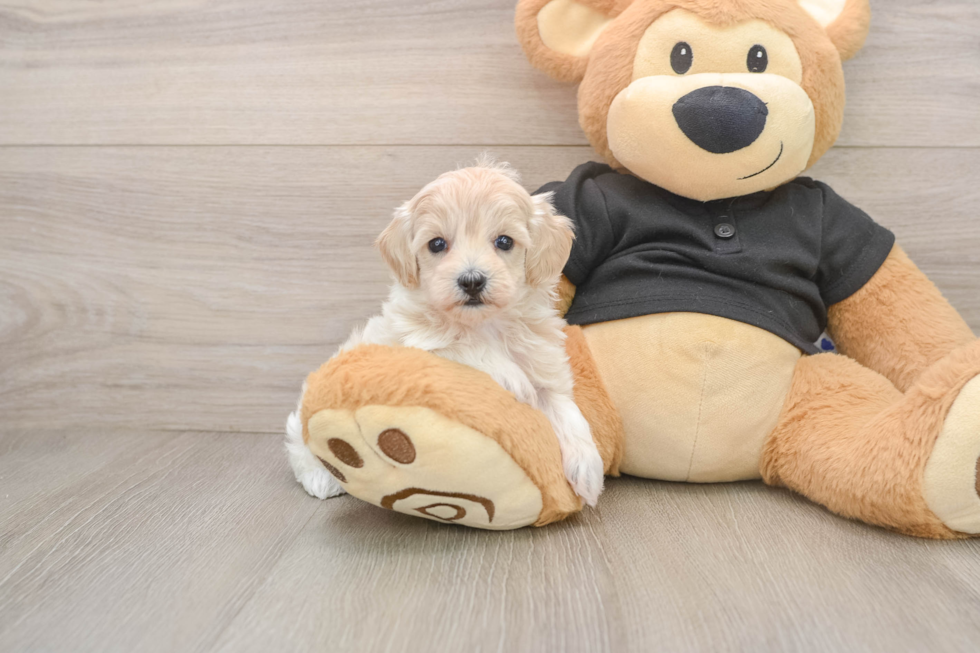 Best Maltipoo Baby