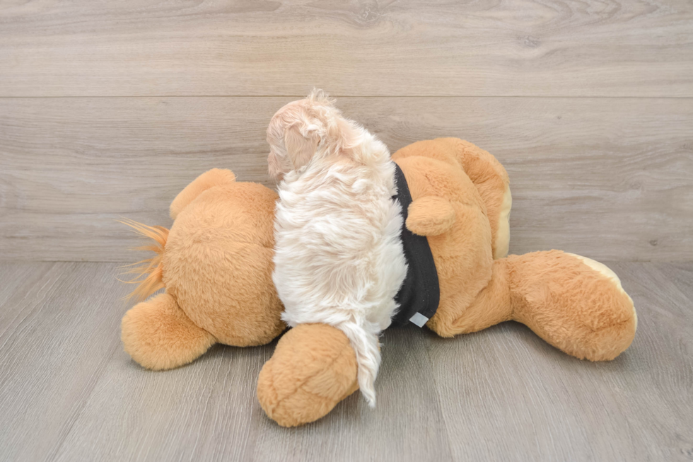 Small Maltipoo Baby