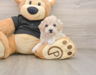 8 week old Maltipoo Puppy For Sale - Florida Fur Babies