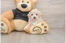 Fluffy Maltipoo Poodle Mix Pup
