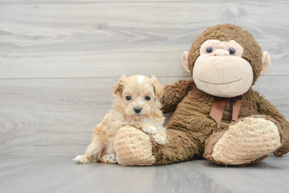 Adorable Maltese Poodle Poodle Mix Puppy