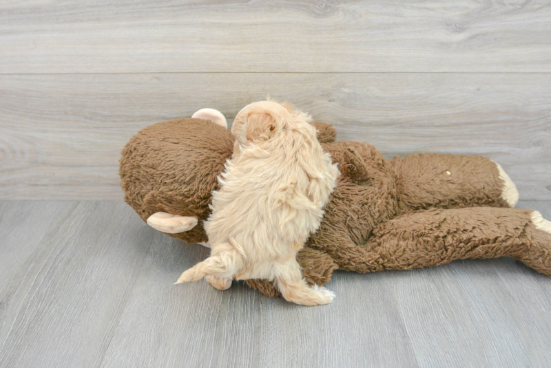 Meet Fry - our Maltipoo Puppy Photo 2/3 - Florida Fur Babies