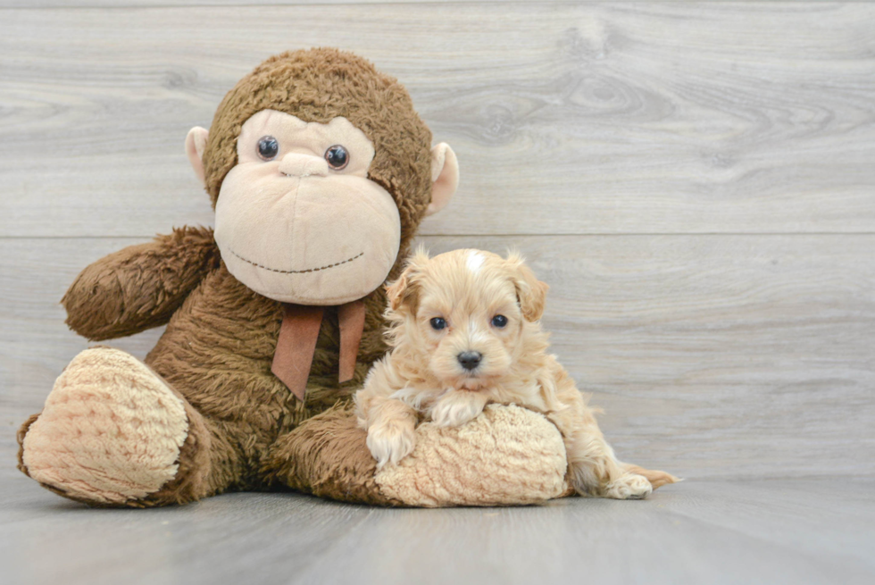 Best Maltipoo Baby