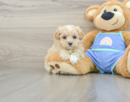 7 week old Maltipoo Puppy For Sale - Florida Fur Babies