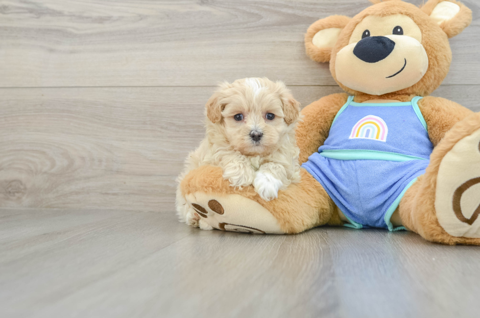 7 week old Maltipoo Puppy For Sale - Florida Fur Babies