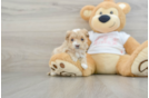 Maltipoo Pup Being Cute