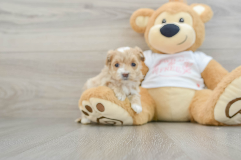 6 week old Maltipoo Puppy For Sale - Florida Fur Babies