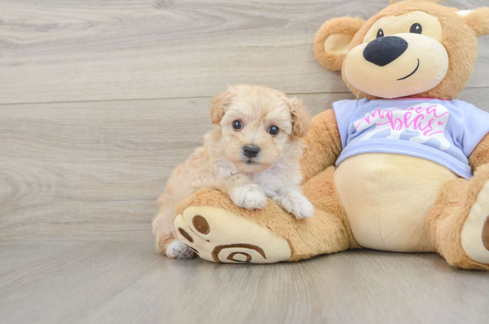 5 week old Maltipoo Puppy For Sale - Florida Fur Babies