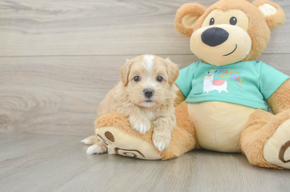 6 week old Maltipoo Puppy For Sale - Florida Fur Babies
