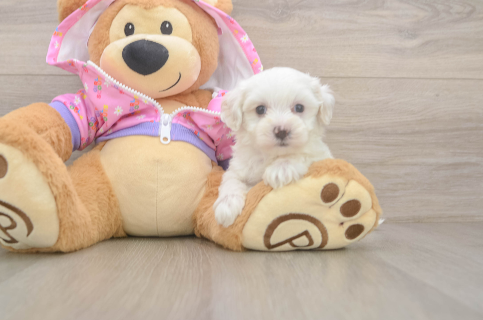 7 week old Maltipoo Puppy For Sale - Florida Fur Babies