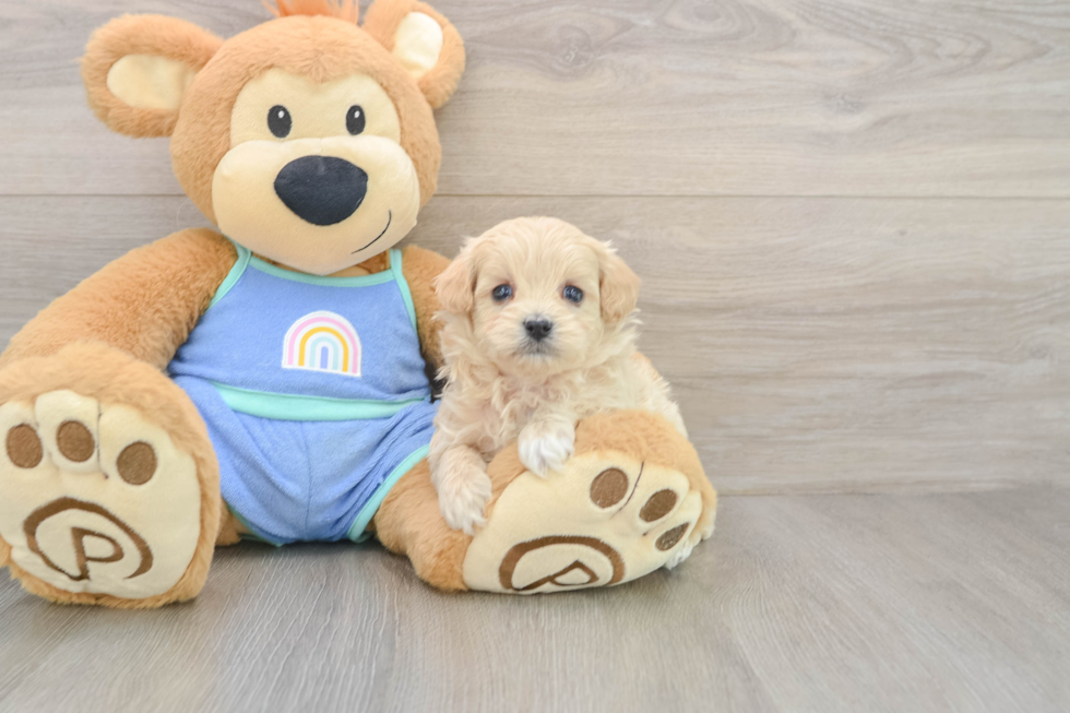 Little Maltese Poodle Poodle Mix Puppy