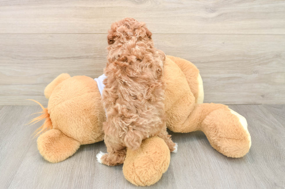 Playful Moodle Poodle Mix Puppy