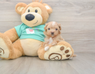 8 week old Maltipoo Puppy For Sale - Florida Fur Babies