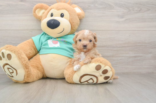 Playful Maltese Poodle Poodle Mix Puppy